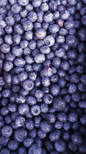 Gary's blueberry Farm